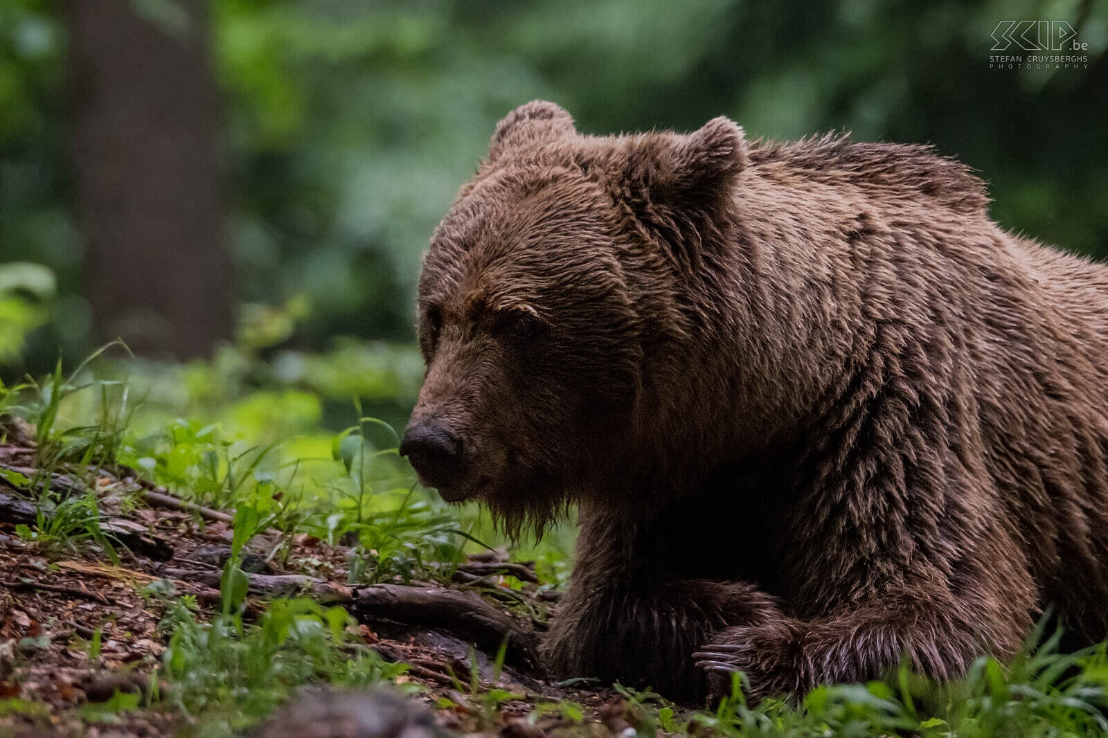 Notranjska - Adult brown bear  Stefan Cruysberghs